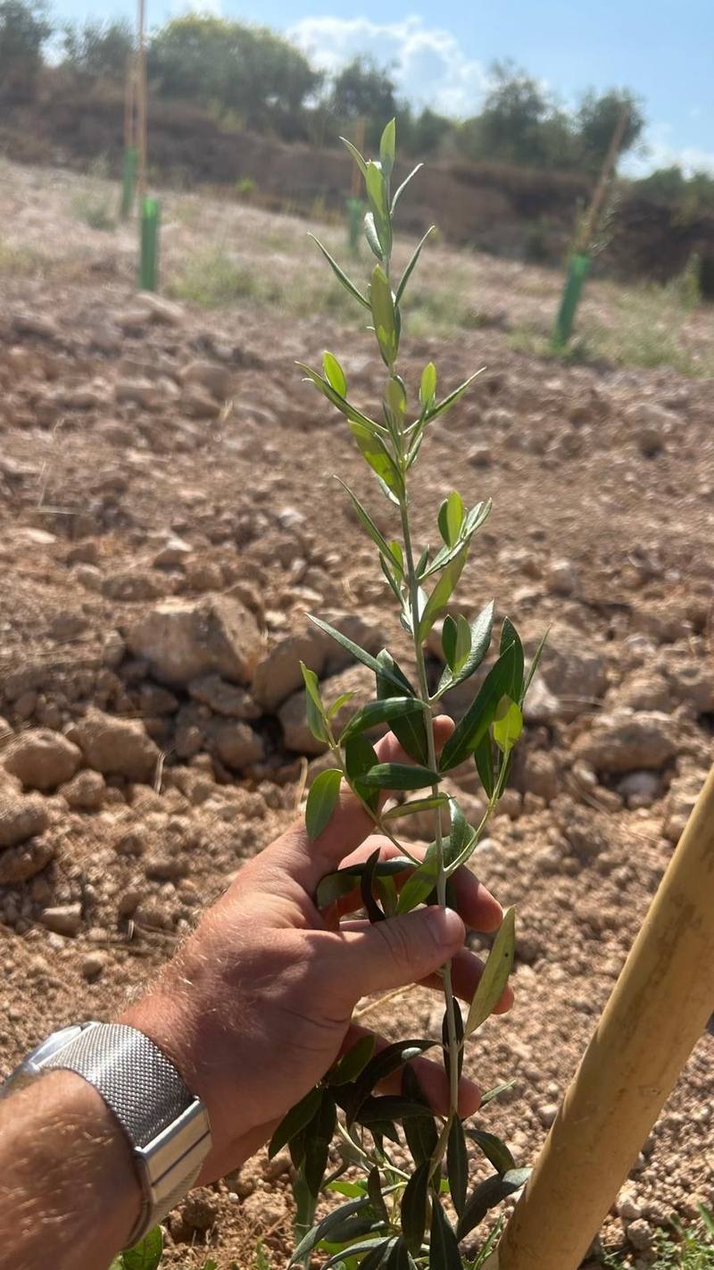 Brotaciones de un olivo cuatro meses después de plantarlo
