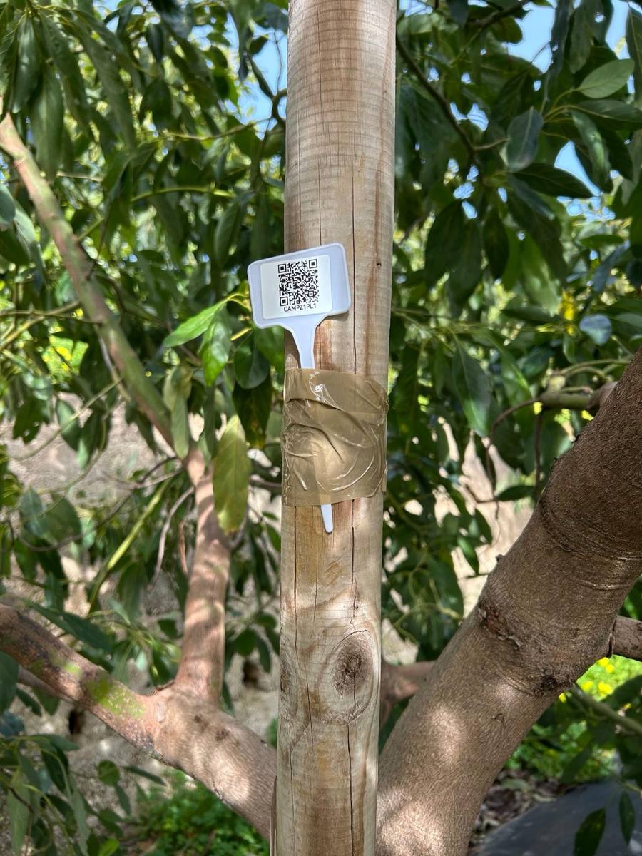 Etiqueta con código QR para identificar un árbol de aguacate