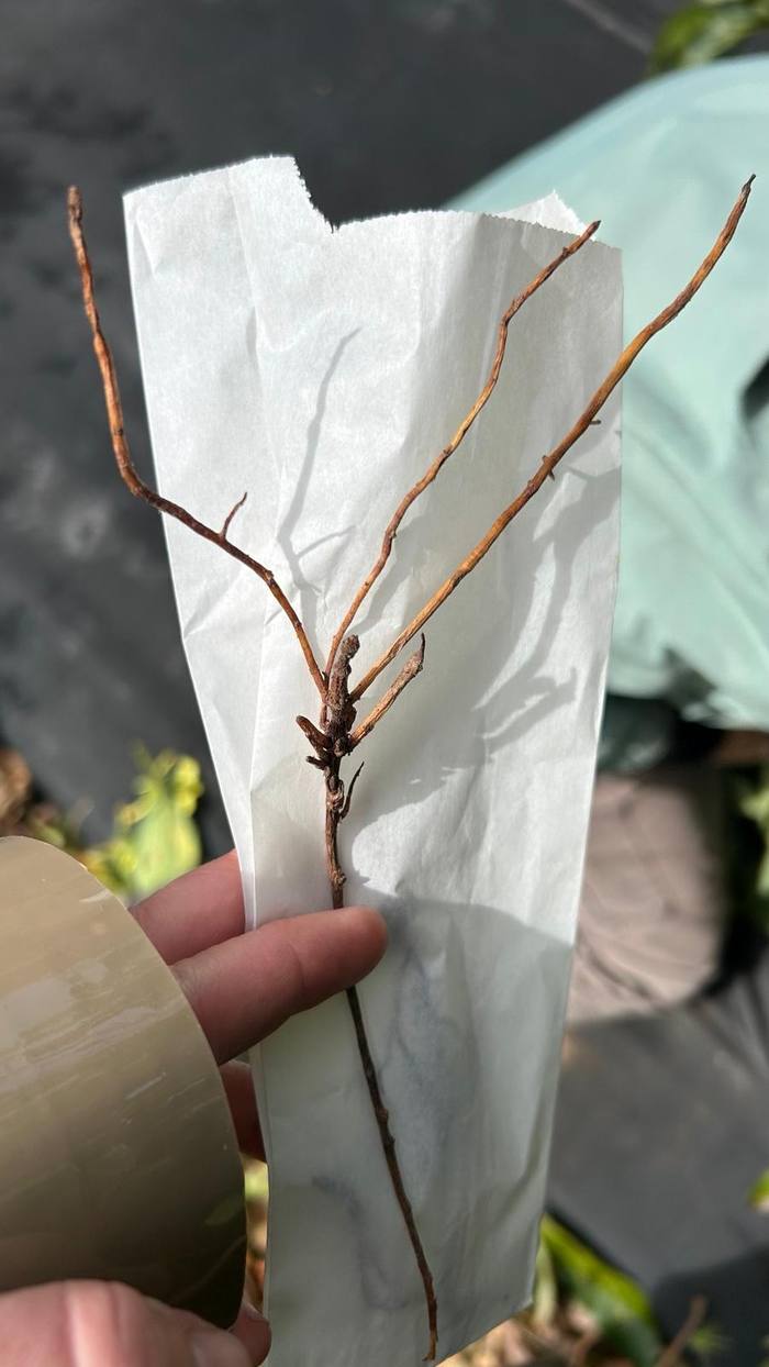 Raíz de aguacate preparada en un sobre de papel para analizar